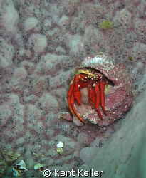 tiny Crab in sponge by Kent Keller 